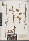 Foto von Salix caprea L.